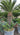 Piante di Cycas revoluta - Vivaio Garden Forest