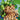 Alberi di noce Juglans regia - Vivaio Garden Forest