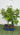 Bonsai da interno in vaso - Vivaio Garden Forest