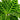 Piante pet friendly non tossiche - Vivaio Garden Forest