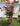 Alberi ornamentali da giardino - Vivaio Garden Forest