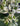 Piante da ufficio a bassa manutenzione - Vivaio Garden Forest