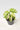 Piante rare e da collezione - Vivaio Garden Forest