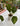Piante di Anthurium da interno - Vivaio Garden Forest