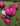 15785034