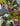 36154525