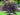 40607685