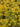 49492948