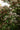 49495390