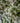 Rhyncospermum Jasminoides (Falso Gelsomino) 1 Canna Vaso 30 H.300/350 - fioritura - Vivaio Garden Forest (50305237)