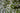 Rhyncospermum Jasminoides (Falso Gelsomino) 1 Canna Vaso 30 H.300/350 - fioritura - Vivaio Garden Forest (50305237)