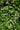 Rhyncospermum Jasminoides (Falso Gelsomino) 1 Canna Vaso 30 H.300/350 - fiori e foglie - Vivaio Garden Forest (50305239)