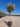 Acca Sellowiana Feijoa Alb 40 1 2 Fusto Lt 30 - Vivaio Garden Forest