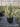 Agave Americana Marginata Vaso 40 - Vivaio Garden Forest