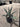 Agave Americana Vaso 18 - Vivaio Garden Forest