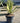 Agave Angustifolia Vaso 60 Classic - Vivaio Garden Forest (48283717)