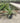 Agave Angustifolia Vaso 60 - Vivaio Garden Forest (48283713)
