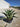 Agave Desmettiana Variegata Ciotola 30 - Vivaio Garden Forest