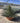 Agave Geminiflora Ciotola 40 - Vivaio Garden Forest (48283719)