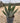 Agave Gentryi Vaso 30 - Vivaio Garden Forest (48283723)