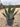Agave Gentryi Vaso 30 - Vivaio Garden Forest
