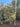 Agrifoglio Variegato Ilex Aquifolium Argenteomarginata Piramide H 160/170 CM Vaso 60 - Vivaio Garden Forest (48283730)