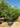 Albizia Julibrissin Multitronco 80 Lt 150 - Vivaio Garden Forest