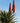 Aloe Ferox (Aloe Feroce) Vaso 24 - pianta adulta - Vivaio Garden Forest (48283735)