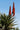 Aloe Ferox (Aloe Feroce) Vaso 24 - pianta adulta - Vivaio Garden Forest (48283735)