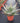 Aloe Ferox (Aloe Feroce) Vaso 24 - Vivaio Garden Forest (48283734)
