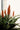 Aloe Ferox (Aloe Feroce) Vaso 24 - dettaglio - Vivaio Garden Forest (48283737)