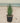 Aloe Safari Sunrise Vaso 18 - Vivaio Garden Forest (48047875)