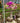 Bougainvillea Multicolor (Buganvillea) Bonsai Vaso 60 - Vivaio Garden Forest (48283739)