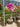 Bougainvillea Multicolor (Buganvillea) Bonsai Vaso 60 - Vivaio Garden Forest (48283739)