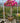 Bougainvillea Multicolor (Buganvillea) Bonsai Vaso 75 - Vivaio Garden Forest (48283744)