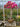 Bougainvillea Multicolor (Buganvillea) Bonsai Vaso 75 - Vivaio Garden Forest (48283744)