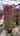 Bougainvillea Sanderiana Spall 40 L 75 H 160 - Vivaio Garden Forest
