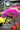 Bougainvillea Multicolor (Buganvillea) Bonsai Vaso 75 - fioritura - Vivaio Garden Forest (48047930) (48283741)