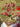 Bougainvillea Multicolor (Buganvillea) Bonsai Vaso 75 - fogliame - Vivaio Garden Forest (48047931) (48283742)