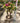 Bouganvillea Multicolor (Buganvillea) Bonsai Minithai Vaso 45 - Vivaio Garden Forest (48047928)