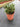 Buddleja Davidii Butterfly Candy Little Cesp 24 Lila - Vivaio Garden Forest