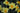 Bulbi di narciso Fortune 12/14 in fioritura, fiore giallo con coppa arancio (49645101)