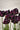Bulbi di tulipano Black Parrot 11/12 in fioritura, fiore pappagallo bordeaux quasi nero (49645102)