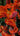 Bulbi di tulipano Rococò 11/12 in fioritura, fiore pappagallo rosso con fiammature giallo-verdi (49645103)