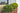 Buxus Faulkner (Bosso) Palla Diametro Chioma 50 CM Vaso 40 - pianta adulta - Vivaio Garden Forest (48047958)