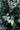 Buxus Faulkner (Bosso) Palla Diametro Chioma 50 CM Vaso 40 - fogliame - Vivaio Garden Forest (48047957)
