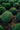 Buxus Faulkner (Bosso) Palla Diametro Chioma 50 CM Vaso 40 - portamento - Vivaio Garden Forest (48047959)