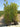 Callistemon Laevis Cesp 45 - Vivaio Garden Forest