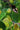 Carissa Grandiflora (Susino Del Natal) Vaso 24 - fogliame - Vivaio Garden Forest (48283761)