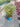 Caryopteris Clandonensis (Barba Blu) Vaso 18 - Vivaio Garden Forest (48283762)